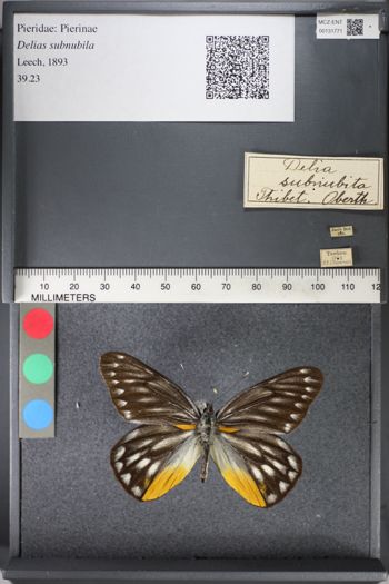 Media type: image;   Entomology 131771